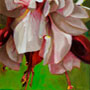 thumbnail of fuchsia petals in pink and red, called Pink Petticoats, click to view larger