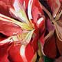 thumbnail of bold closeup of amaryllis petals and stamens in reds and creams called Flirtation, click to see larger