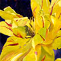 thumbnail of bold closeup of yellow parrot tulip with red accents, called Dressed for the Prom, click to see larger